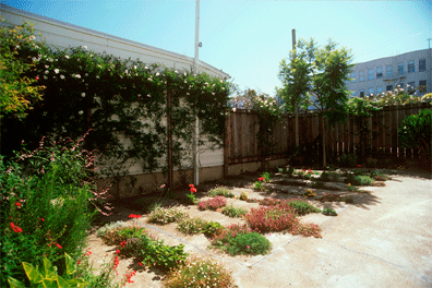 Creating Gardens Out of Concrete