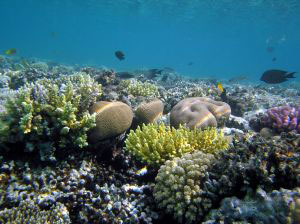 coral reef coral reef