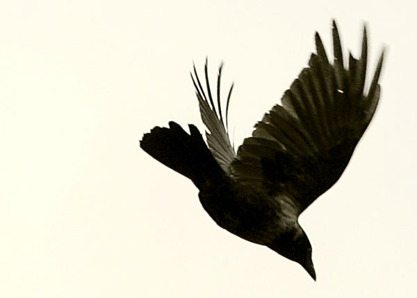 lyanda_crows lyanda_crows