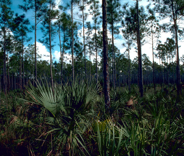chambers_everglades chambers_everglades