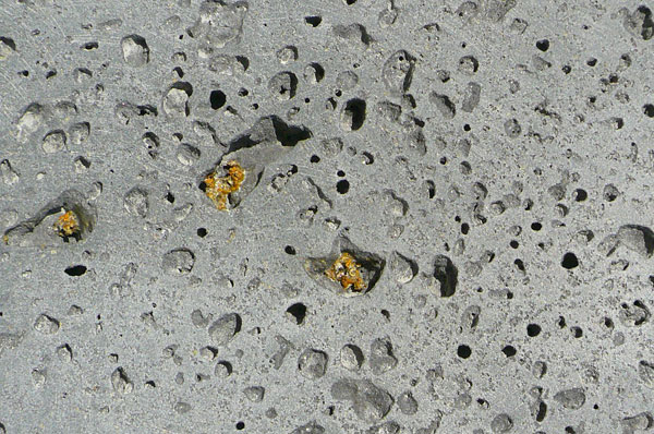 conger_lichen conger_lichen