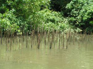 mangrove mangrove