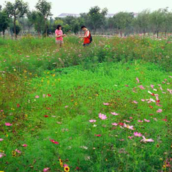 Adult-Depression-Tianjian--Qiaoyuan-Park.jpg Adult-Depression-Tianjian--Qiaoyuan-Park.jpg