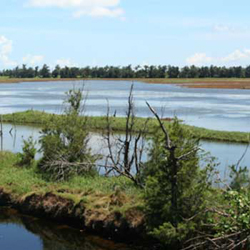 Children-NDD-Augo-Wetland-Forest.jpg Children-NDD-Augo-Wetland-Forest.jpg