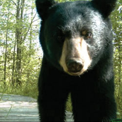 Habitat & Corridors - bear Habitat & Corridors - bear