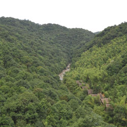 Forest & Reserves - forest Forest & Reserves - forest