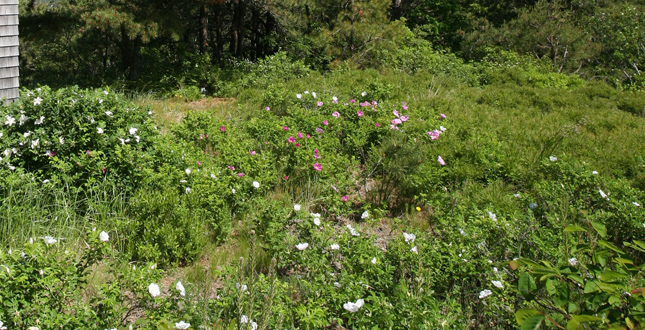 Pamet Valley