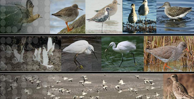 The Sungei Buloh Wetland Reserve Master Plan