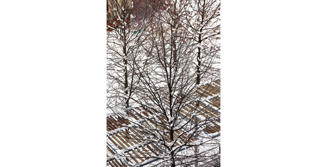 Contrasting Shade: Building a Sustainable Urban Grove Central Warf Plaza