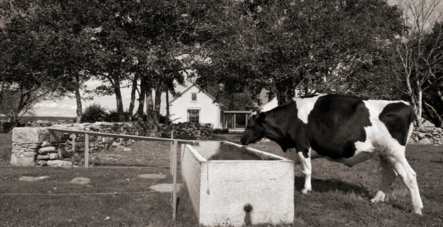 A Farm at Little Compton