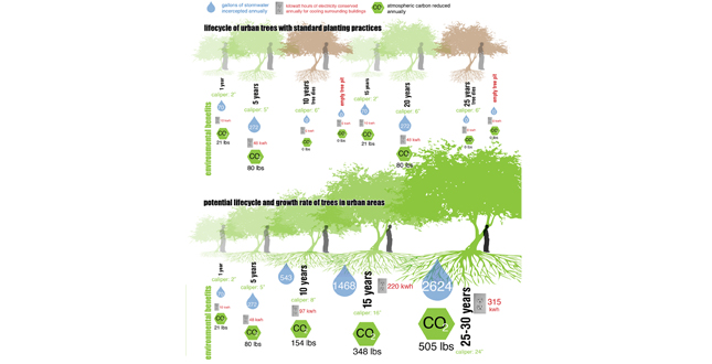 Achieving the Goal of 25 Percent Canopy Coverage in Phoenix by 2030