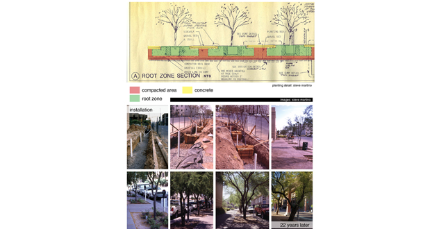 Achieving the Goal of 25 Percent Canopy Coverage in Phoenix by 2030