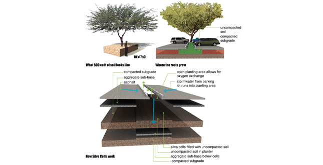 Achieving the Goal of 25 Percent Canopy Coverage in Phoenix by 2030