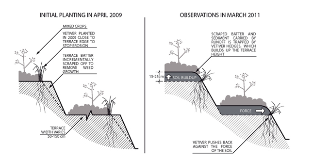 Potential Applications of the Vetiver System in the Lake Amatitlan Watershed, Guatemala