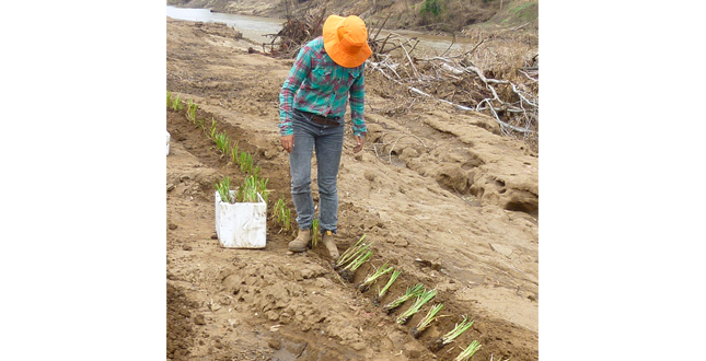 Potential Applications of the Vetiver System in the Lake Amatitlan Watershed, Guatemala