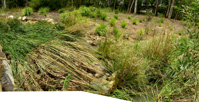 Potential Applications of the Vetiver System in the Lake Amatitlan Watershed, Guatemala