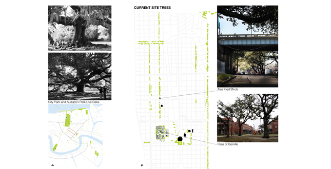 Big Old Tree: New Big Easy, using the New Orleans' Native Trees to Structure a New Plan for Iberville and the Lafitte Corridor