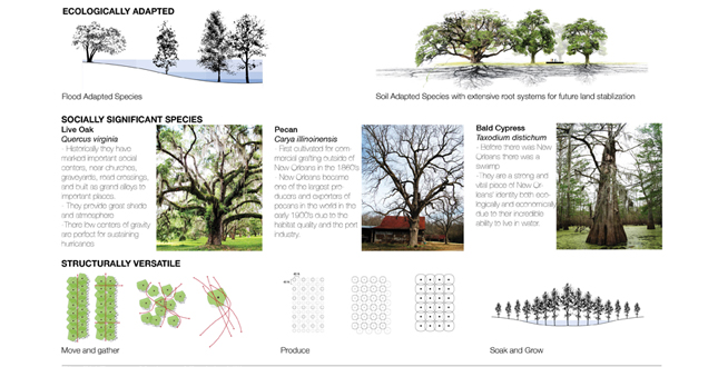 Big Old Tree: New Big Easy, using the New Orleans' Native Trees to Structure a New Plan for Iberville and the Lafitte Corridor