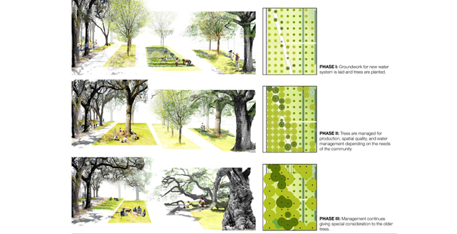 Big Old Tree: New Big Easy, using the New Orleans' Native Trees to Structure a New Plan for Iberville and the Lafitte Corridor