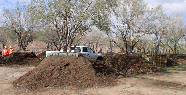 Ironwood and Saguaro Transplant Studies