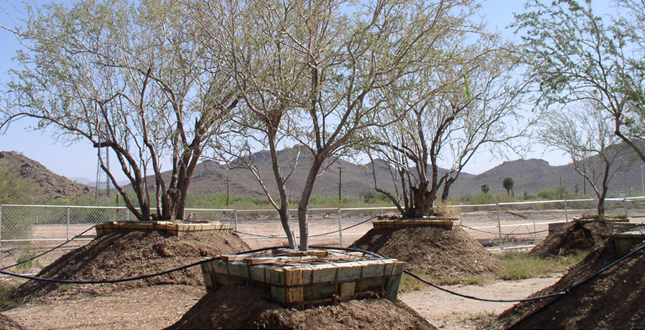 Ironwood and Saguaro Transplant Studies