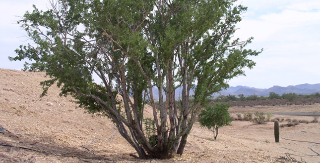 Ironwood and Saguaro Transplant Studies