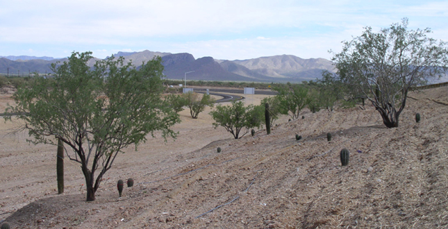 Ironwood and Saguaro Transplant Studies