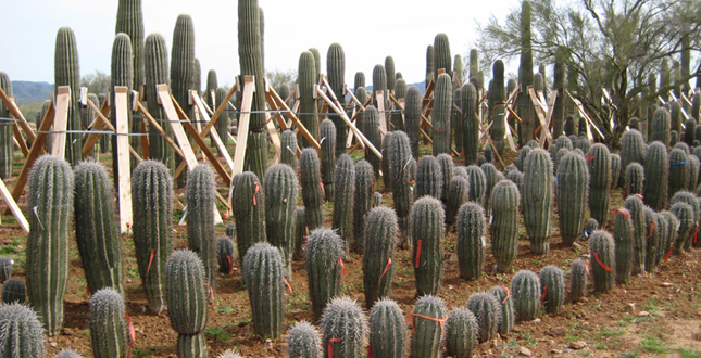 Ironwood and Saguaro Transplant Studies