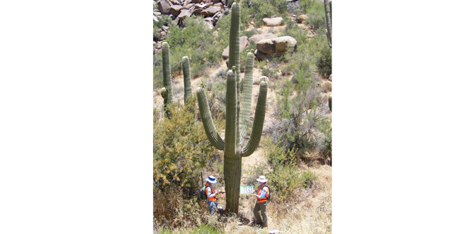 Ironwood and Saguaro Transplant Studies