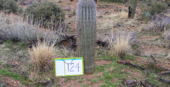 Ironwood and Saguaro Transplant Studies