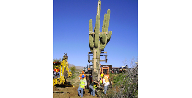 Ironwood and Saguaro Transplant Studies