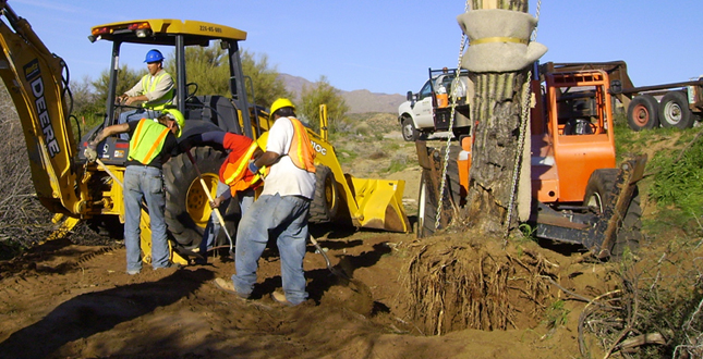 Ironwood and Saguaro Transplant Studies