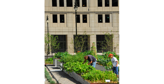 Lafayette Greens: Urban Agriculture, Urban Fabric, Urban Sustainability