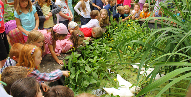 Asphalt to Ecosystems: Design Ideas for Schoolyard Transformation