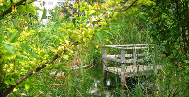 Asphalt to Ecosystems: Design Ideas for Schoolyard Transformation