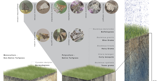 The Lawn is Dead – Long Live the Lawn: Development of Native Multi-Species Turf Grass Mixes for Regenerative Urban Landscapes

