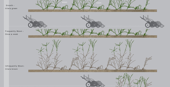 The Lawn is Dead – Long Live the Lawn: Development of Native Multi-Species Turf Grass Mixes for Regenerative Urban Landscapes
