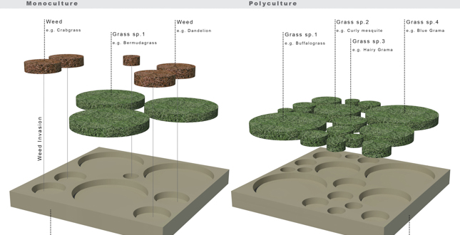 The Lawn is Dead – Long Live the Lawn: Development of Native Multi-Species Turf Grass Mixes for Regenerative Urban Landscapes
