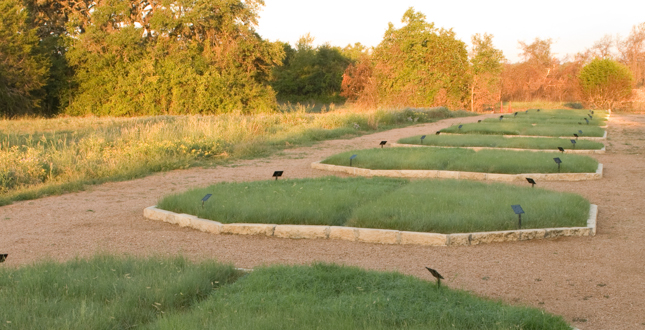 The Lawn is Dead – Long Live the Lawn: Development of Native Multi-Species Turf Grass Mixes for Regenerative Urban Landscapes
