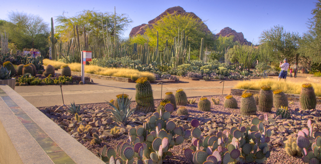 Ottosen Entry Garden, Desert Botanical Garden