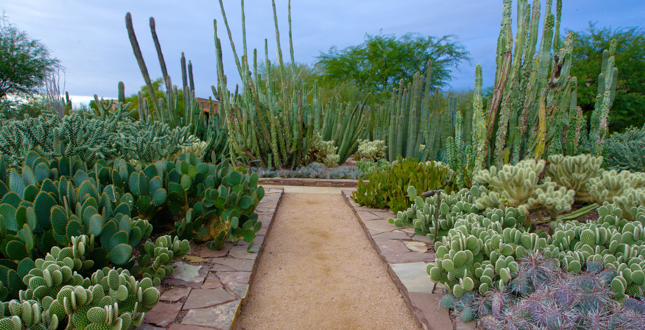 Ottosen Entry Garden, Desert Botanical Garden