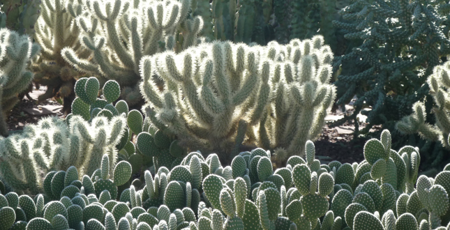 Ottosen Entry Garden, Desert Botanical Garden