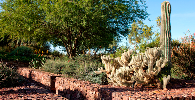 Ottosen Entry Garden, Desert Botanical Garden