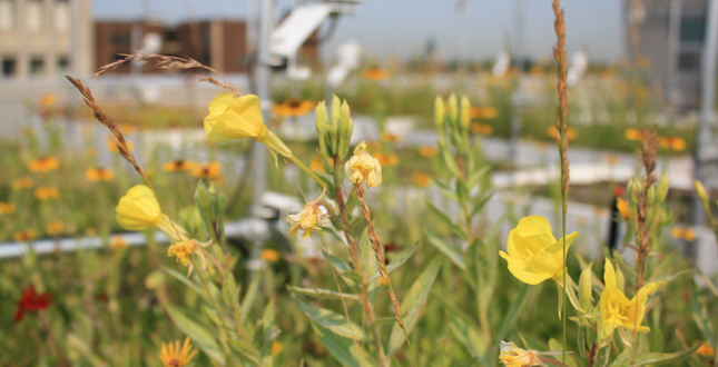 Green Roof Innovation Testing (GRIT) Laboratory