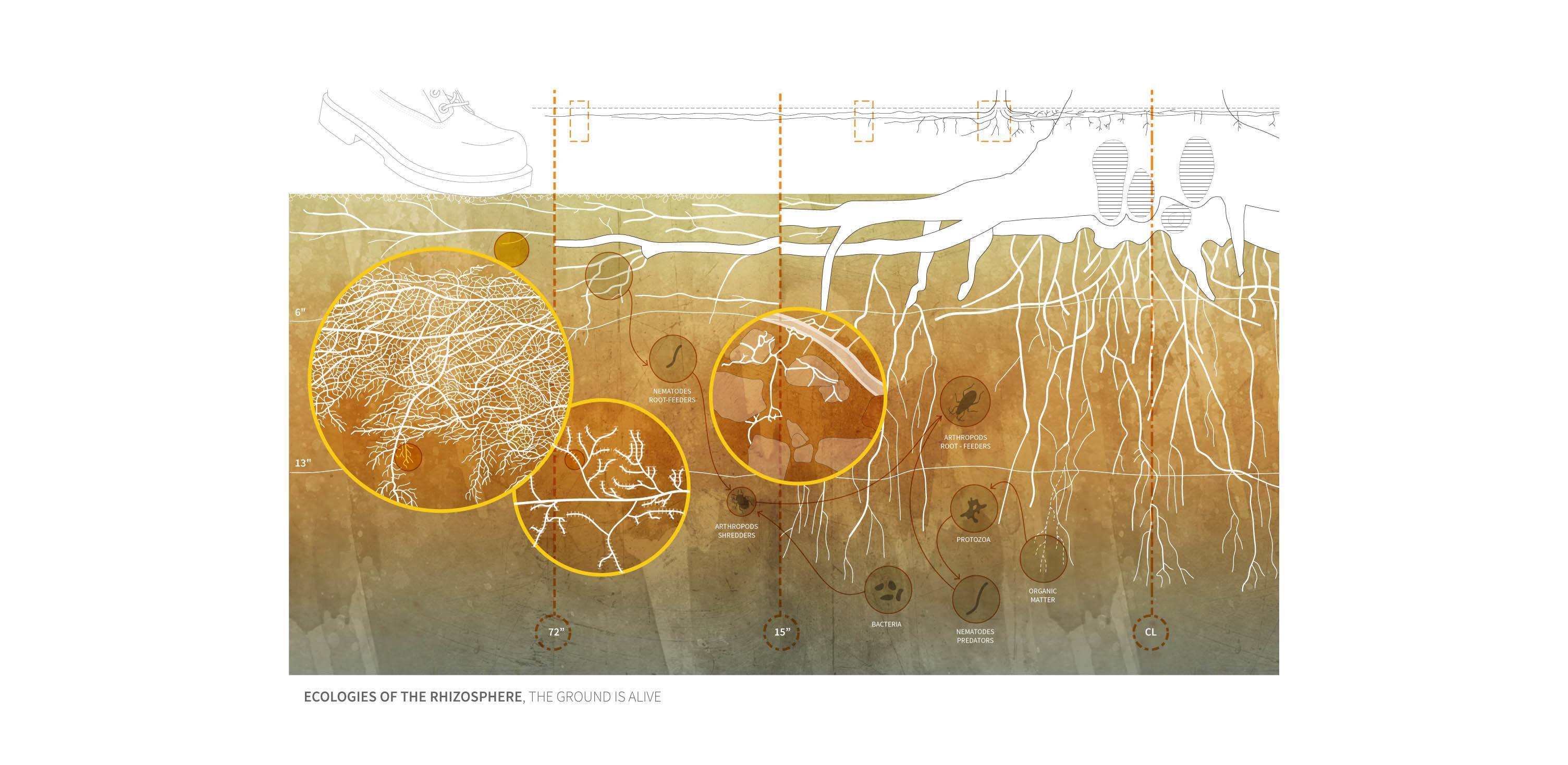 ECOLOGIES OF THE RHIZOSPHER