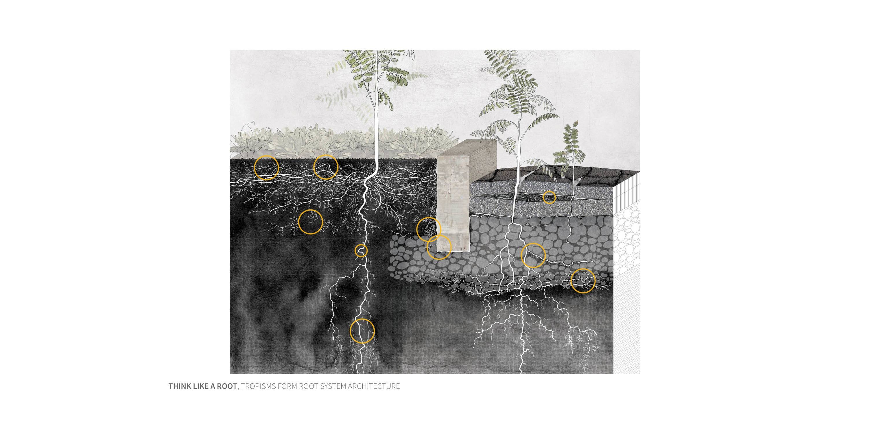 Grounding Root System Architecture 2015 ASLA Student Awards
