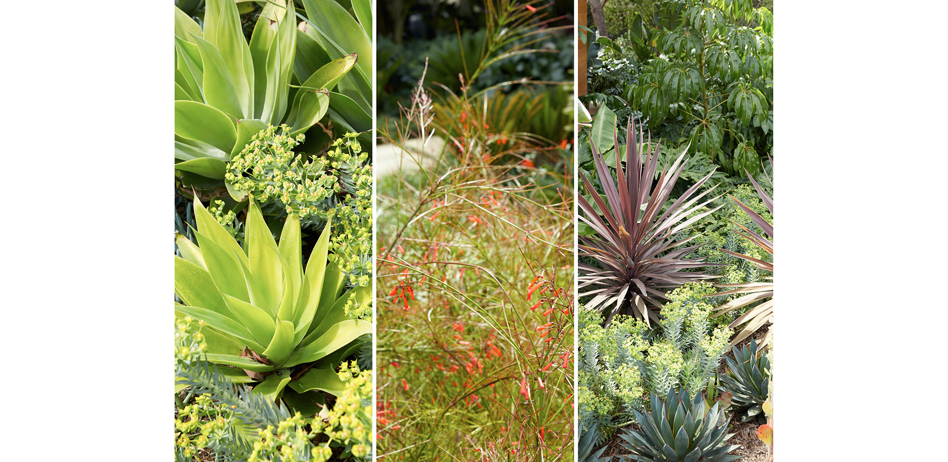 Various Mediterranean Plants Found Throughout the Garden