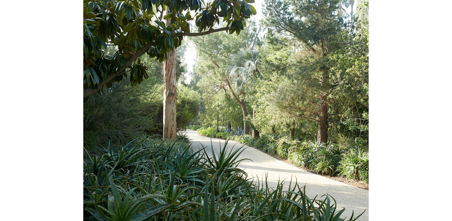 Driveway with Many Trees and Plants
