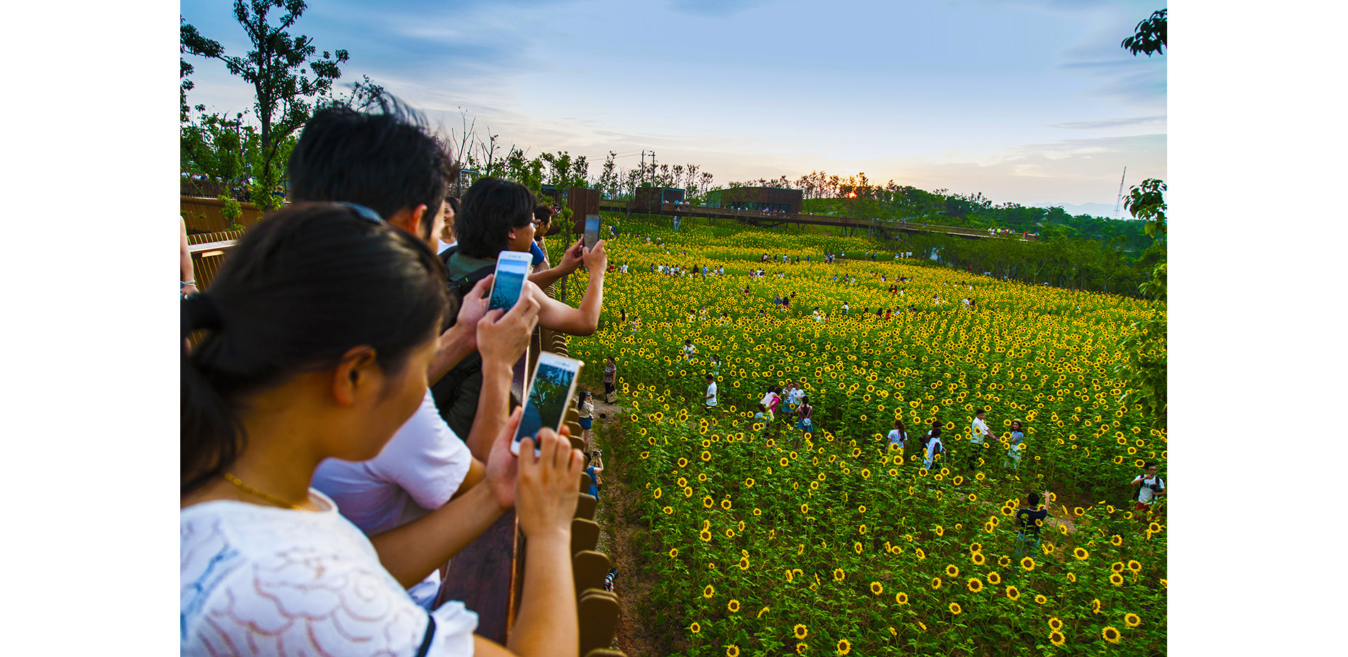 Sunflower Field