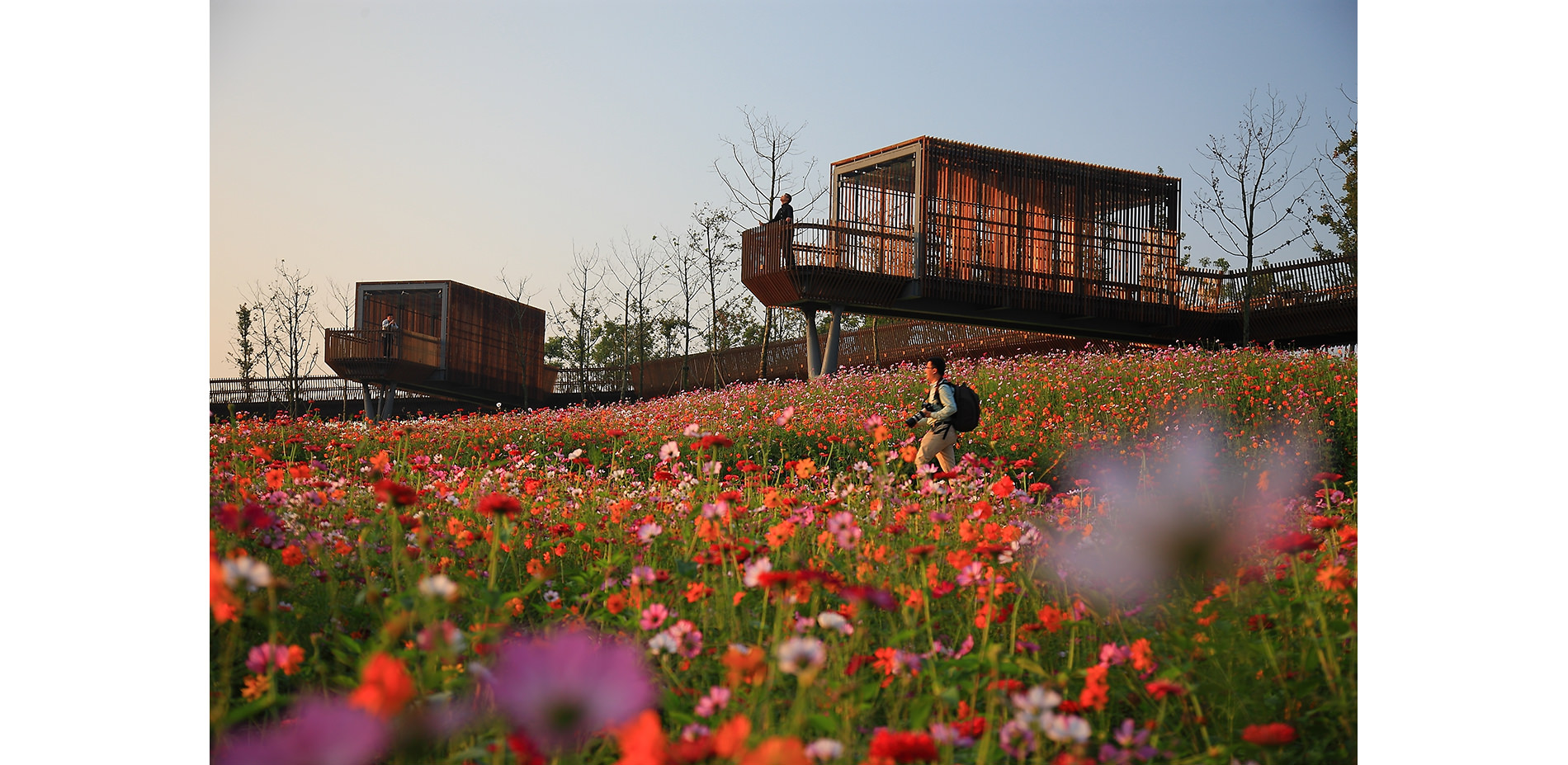 Pavilions and Skywalks Above a Field of Annual Flowers